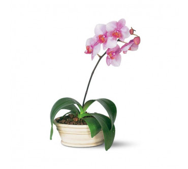 Lavender Phalaenopsis Orchid